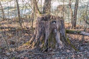 Rotted tree stump closeup photo