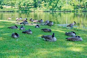 Canadian geese resting at the lake photo