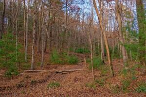 Forest in late autumn photo