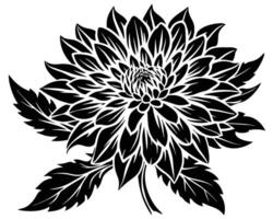 Black and white dahlia flower vector