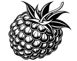 Raspberry design design vector