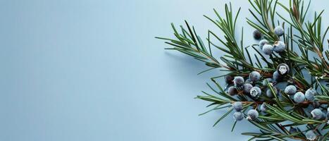 Close Up of Pine Tree With Berries photo