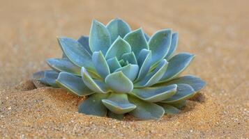 pequeño planta coles en arena foto