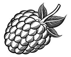 Raspberry design design vector