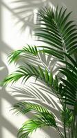 Palm Leaves on a White Wall photo