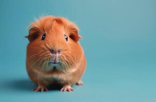 Guinea Pig Staring at Camera on Blue Background photo