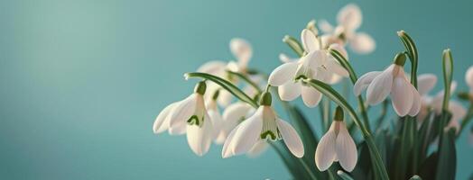 Snowdrops in a Vase on Blue Background photo