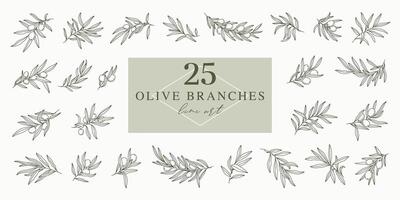 Olive branches set in minimal linear style. Leaves and olive fruits isolated on white background. plants for logos, patterns, labels, cards vector