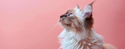 Cat Looking Up at Pink Background photo