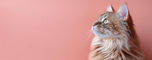 Cat Looking Up at Pink Background photo