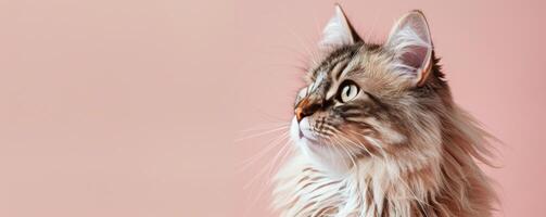 Cat Looking Up at Pink Background photo