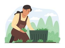 mujer cosecha Fresco vegetal en jardín vector