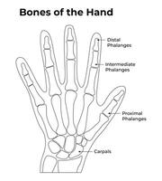 Bones of The Hand Science Design Illustration Diagram vector