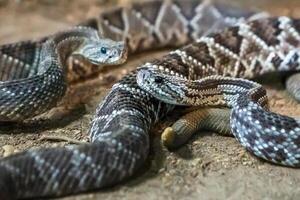 serpiente de cascabel, crotalus atrox. occidental espalda de diamante. peligroso serpiente. foto