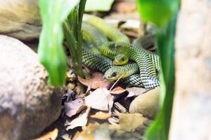 filodrias baroni, serpiente. foto