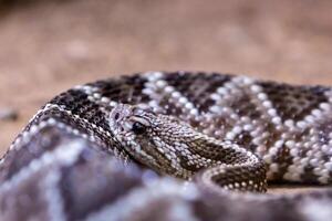 serpiente de cascabel, crotalus atrox. occidental espalda de diamante. peligroso serpiente. foto