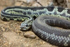 Rattlesnake, Crotalus atrox. Western Diamondback. Dangerous snake. photo