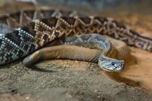 Rattlesnake, Crotalus atrox. Western Diamondback. Dangerous snake. photo