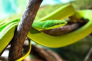 un verde vino serpiente en un Huelga actitud foto