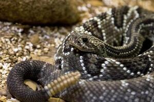 Rattlesnake, Crotalus atrox. Western Diamondback. Dangerous snake. photo