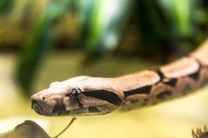 Boa constrictor snake jiboia in close up photo