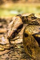 Boa constrictor snake jiboia in close up photo