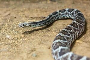 Rattlesnake, Crotalus atrox. Western Diamondback. Dangerous snake. photo