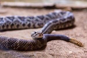 serpiente de cascabel, crotalus atrox. occidental espalda de diamante. peligroso serpiente. foto