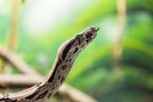 Boa constrictor snake jiboia in close up photo