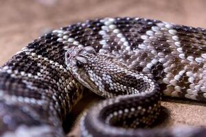 serpiente de cascabel, crotalus atrox. occidental espalda de diamante. peligroso serpiente. foto