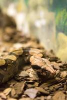 boa constrictor serpiente jiboia en cerca arriba foto