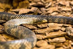 Rattlesnake, Crotalus atrox. Western Diamondback. Dangerous snake. photo