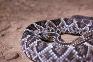 serpiente de cascabel, crotalus atrox. occidental espalda de diamante. peligroso serpiente. foto