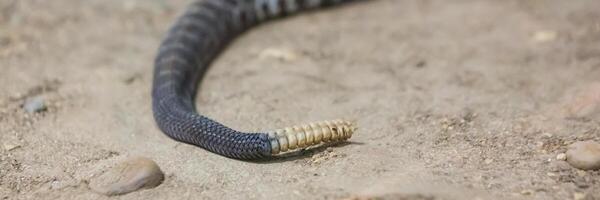 Rattlesnake, Crotalus atrox. Western Diamondback. Dangerous snake. photo