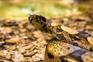 Boa constrictor, a species of large, heavy bodied snake. photo