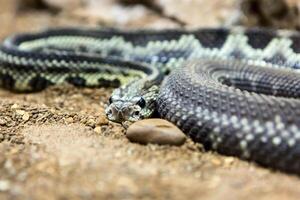 Rattlesnake, Crotalus atrox. Western Diamondback. Dangerous snake. photo