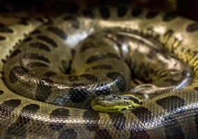verde anaconda, eunectes murino, sucursales serpiente. enorme foto