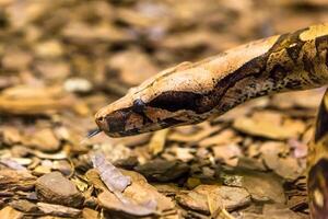 Boa constrictor, a species of large, heavy bodied snake. photo