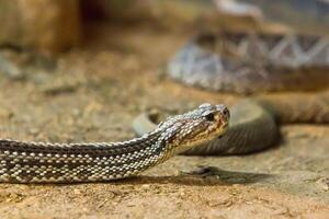 Rattlesnake, Crotalus atrox. Western Diamondback. Dangerous snake. photo