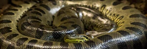 verde anaconda, eunectes murino, sucursales serpiente. enorme foto