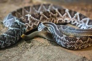 Rattlesnake, Crotalus atrox. Western Diamondback. Dangerous snake. photo