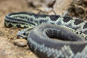 Rattlesnake, Crotalus atrox. Western Diamondback. Dangerous snake. photo