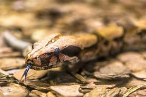 boa constrictor, un especies de grande, pesado cuerpo serpiente. foto