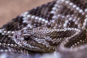 Rattlesnake, Crotalus atrox. Western Diamondback. Dangerous snake. photo