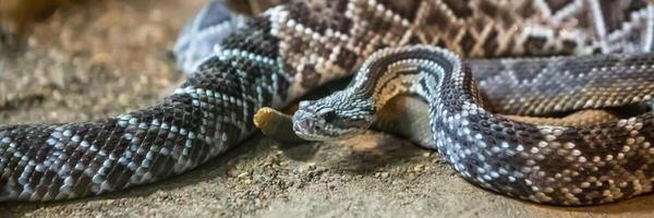 Rattlesnake, Crotalus atrox. Western Diamondback. Dangerous snake. photo