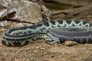 Rattlesnake, Crotalus atrox. Western Diamondback. Dangerous snake. photo