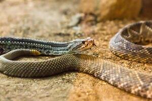 Rattlesnake, Crotalus atrox. Western Diamondback. Dangerous snake. photo