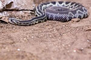 Rattlesnake, Crotalus atrox. Western Diamondback. Dangerous snake. photo