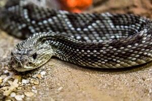 Rattlesnake, Crotalus atrox. Western Diamondback. Dangerous snake. photo