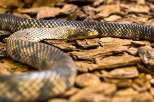 Rattlesnake, Crotalus atrox. Western Diamondback. Dangerous snake. photo